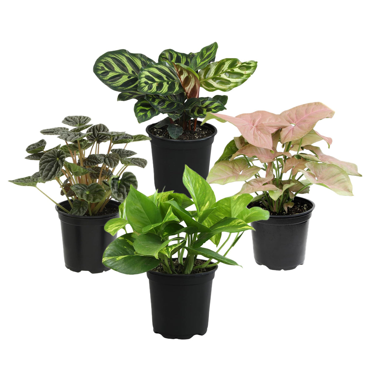 Altman Plants, Classic Houseplant Collection (4PK) Live Plants Indoor Plants Live Houseplants in Plant Pots, Easy House Plants Indoors Live, Snake Plant, Pothos in Potting Soil, Clean Air Plants