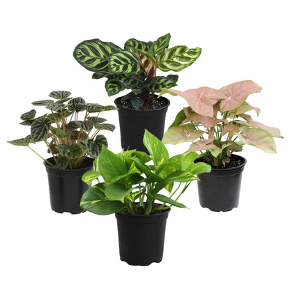 Altman Plants, Classic Houseplant Collection (4PK) Live Plants Indoor Plants Live Houseplants in Plant Pots, Easy House Plants Indoors Live, Snake Plant, Pothos in Potting Soil, Clean Air Plants