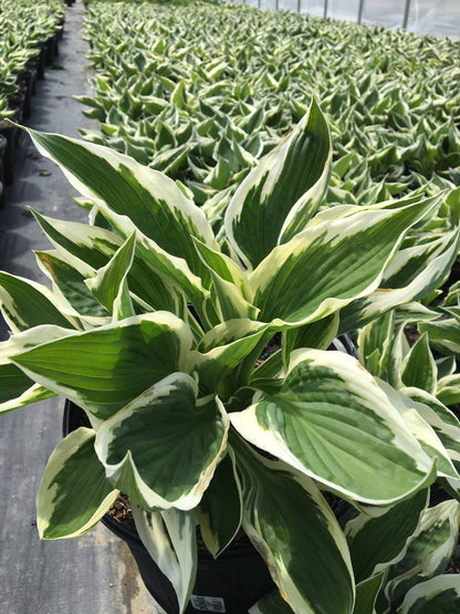 Hosta 'Patriot' (Hosta) Perennial, 1 - Size Container