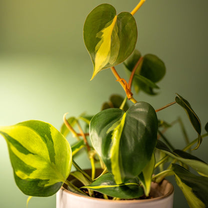 Brasil' Philodendron Plant Hanging Basket, 6" Pot, Live Philodendron Air Purifying Plants Indoor House Plants, Heart Leaf Philodendron Hanger Decor, Easy Care Real Plants by Plants for Pets