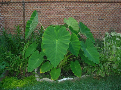 3 Live Colocasia Esculenta Elephant Ear Taro Gabi Kalo Eddo Bulbs #TSMN