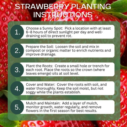 Ruby Giant Strawberry Plants – Extra Large Sweet Strawberries – High Yield Strawberry Runners – Big Fruit, Easy to Grow Plants for Home Gardens (15 Plants)