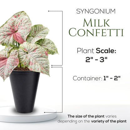 Syngonium Confetti Plant (4 Pack) Rare Live Starter Plants, Variegated Arrowhead Vine Houseplants, Easy Care Indoor Tropical Plants Live, Pink Foliage Houseplants