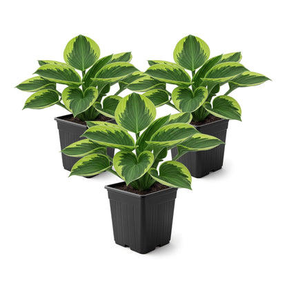Live Perennial Hosta - Golden Tiara (3 Plants Per Pack) Beautiful Accent Plant, 10" Tall by 4" Wide in 1 Qt Pot