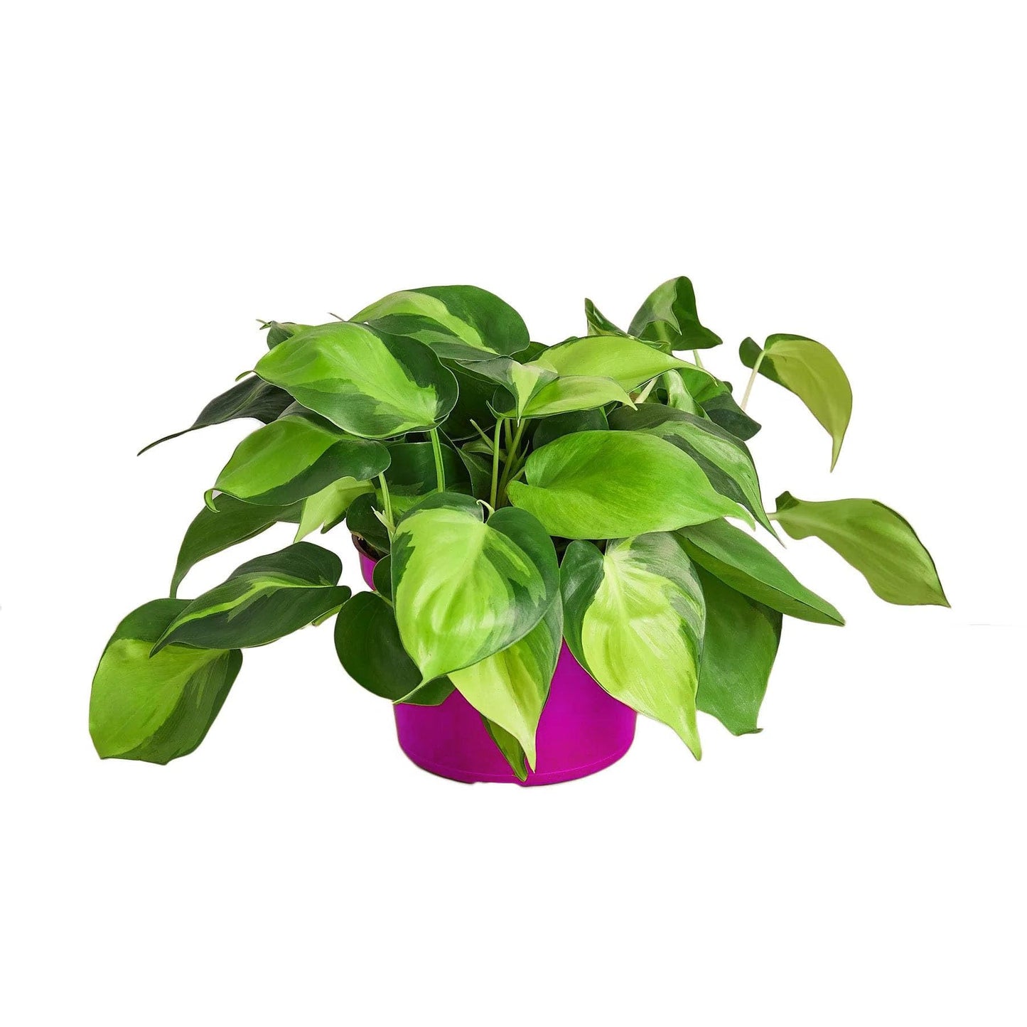 8 Pack Philodendron 'Brasil' in 3in Pot - Live Tropical Houseplant - Easy to Grow | Air Purifying | Variegated | USA Growers | The Snobby Leaf