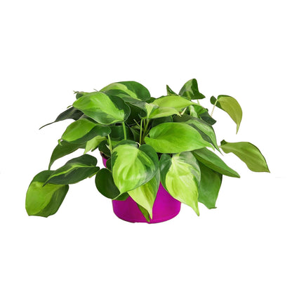 4 Pack Philodendron 'Brasil' in 3in Pot - Live Tropical Houseplant - Easy to Grow | Air Purifying | Variegated | USA Growers | The Snobby Leaf