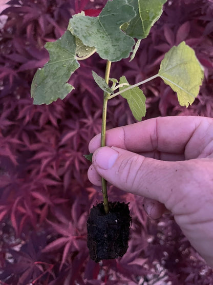 Live Plant - Fig Trees 4 Live Plants “Kadota” Cold Hardy