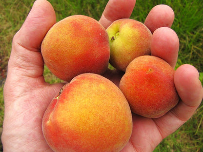 TomorrowSeeds - Nemaguard Peach Tree Seeds - 15+ Count - for 2026 Planting Prunus Persica Peaches Rootstock Nectarine Root Hardy Grafting Fruit Perennial Trees Pink Blossoms Grow Your Own Home Farm
