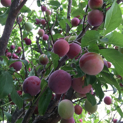 Methley Plum Tree 2-3 Feet Tall in 3 Gallon Pot, Red Purple Plum Plant Live, Hardy PlumsTrees for Planting Outdoor Garden, No Ship to CA