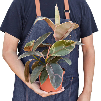 9 Pack Ficus Elastica 'Ruby Pink' in 4in Pot - Live Plants Tropical Houseplants | Variegated | USA Growers | The Snobby Leaf
