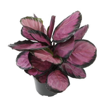 Purple Prayer Plant (Calathea Roseopicta) in 6" Grower Pot, Pet Friendly Houseplant, Live Prayer Plants & Decorative Air Purifying Indoor Houseplants by Plants for Pets