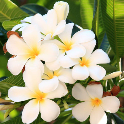 Hawaiian White Plumeria Cutting - Live 10" Frangipani Plant - Fragrant Lei Flower - Premium Big Island Grown Tropical Plant