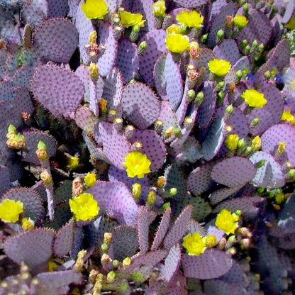 Purple Prickly Pear Cactus Plant Live Potted, 3-5 Inch Tall, Prickly Cactus Live Plant Indoor Outdoor