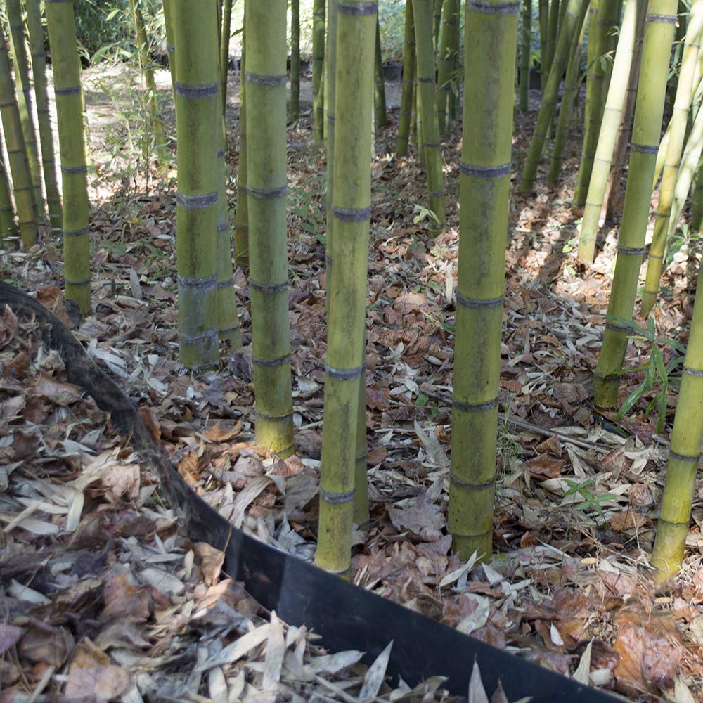 Bamboo Shield - 25 feet Long x 36 inch x 100 mil - Bamboo Root Barrier/Water Barrier