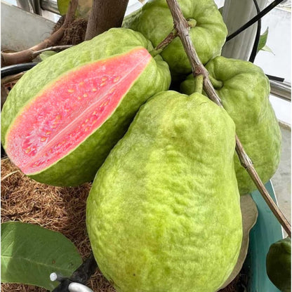 Pink Guava Tree Live Plant, 3 to 6 Inc Tall, Well Rooted, 4 Months Old Guava Tree Seedling, Fragrant Guava for Planting, Cold Hardy
