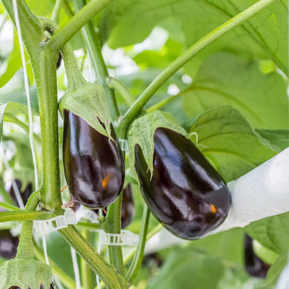 Piteno® Tomato Clips - 300 Pcs Plastic Trellis Support for Healthy Garden Growth | Ideal for Vegetables & Vines