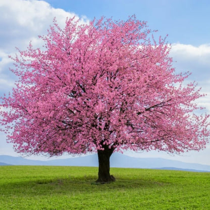 Flowering Almond Shrubs Trees Live Plants in Pot, Well-Rooted Fragrant Flowering Plum Bushes, 8-12 Inches Tall, Ornamental Tree for Outdoor Planting