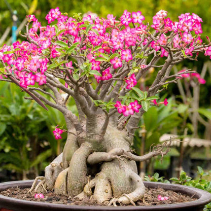 Desert Rose Plant Live, Adenium Bushes Well Rooted, Adenium Obesum Flowers Plant for Indoor Outdoor Garden, Flowering Succulent, 4-6 Inches Tall, No Pot (Pink)
