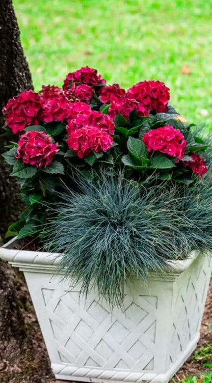 Live Plant - Hydrangea Well Rooted Starter Plant Blood Red Blooms!