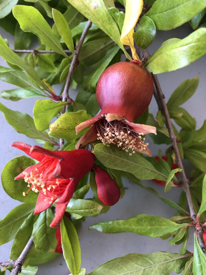 Live Plant - 100 Wonderful Pomegranate Cutting from Mature Plant
