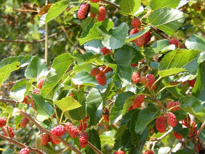 24-36" Tall Red Mulberry (Morus rubra) Plant, Bare Root