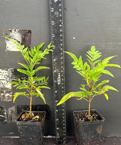 Live Plant - Cape Town Orange Tecomariasmall Rooted Starter Planthummingbird Heaven!