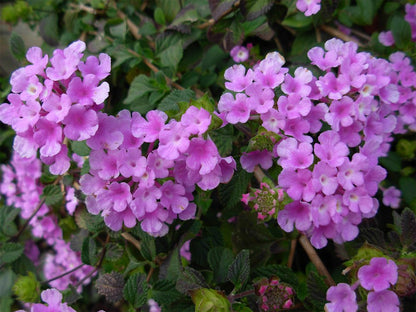 American Plant Exchange Lantana 'Lavender' – 6-Inch Pot – Live Flowering Shrub with Soft Purple Blooms, Heat-Tolerant Outdoor Plant for Patios, Gardens, Containers & Pollinator Landscapes