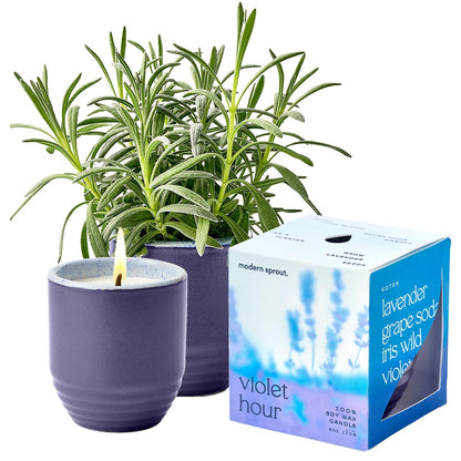 Modern Sprout - 2-in-1 Soy Candle & Planter - Violet Hour (Lavender, Grape Soda, Wild Iris, Violet) 6 Oz Scented Candle w/Lavender Seeds - Ceramic Vessel Dual Purpose Jar - 38-40 Hour Burn