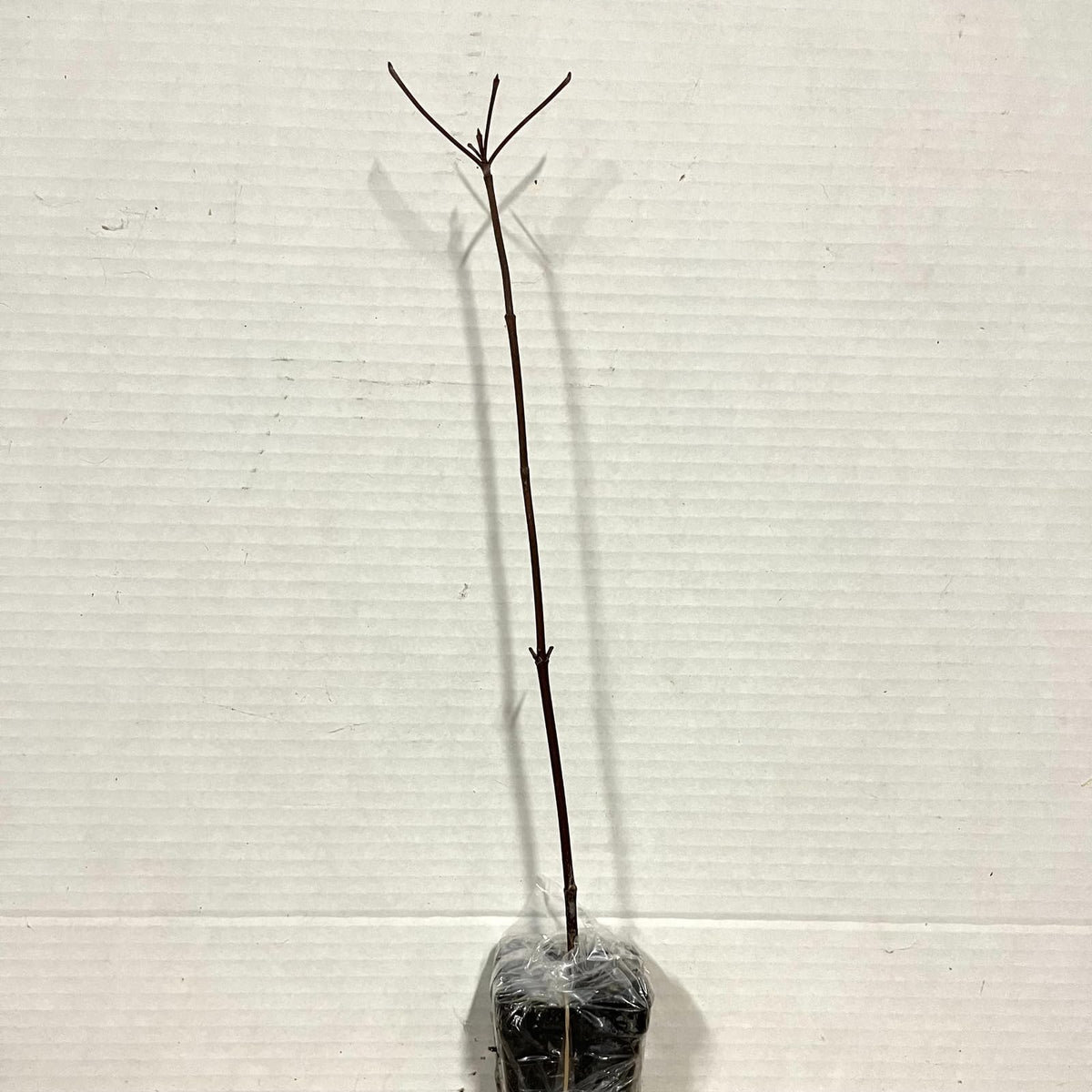 Live Plant - Dappled Willow Tree/Shrub/Bush - 6-12" Tall Seedling - Live Plant - 2.5" Pot