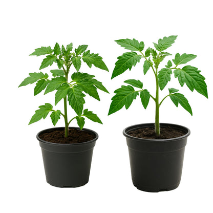 Tomato Live Plant – 4 Inch Pot | Solanum lycopersicum | Indeterminate Italian Paste Tomato | Long Red Plum Fruit | Ideal for Sauces, Canning & Garden Growing