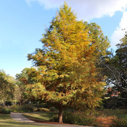 Brighter Blooms - Dawn Redwood Tree, 3-4 ft, No Shipping to AZ