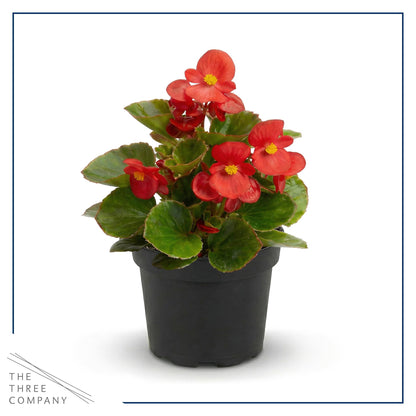 Live Begonia - Dark Leaf Cocktail Red (4 Per Pack), Beautiful Shade Annual, Ships 8" Tall by 4" Wide in 1 Pt Pot