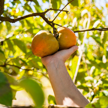 Perfect Plants Tanenashi Persimmon Tree 3 Gallon | Live Fruit Tree for Gardens | Sweet Edible Fruit