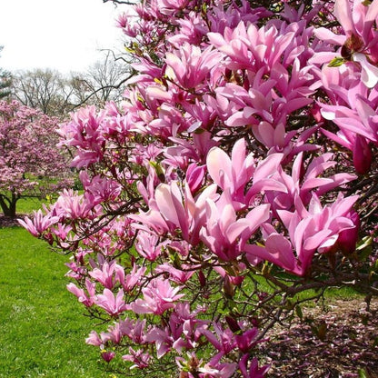 Jane Magnolia Live Tree Plant 2 to 3 Feet Tall, Fragrant Magnolia Flower Tree Live Plant in 3 Gallon Pot for Planting Outdoor, No Ship to CA