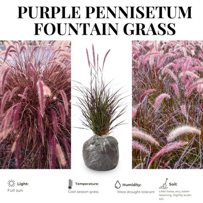 2 Grass Ornamental Grasses Seedlings, Live Grass Perennial Hardy Ornamental Plants, Outdoor Planting, 5-9" Tall (Purple Fountain)