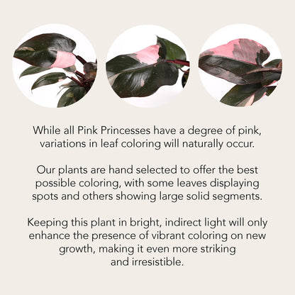 Green Circle Growers Live Pink Princess Philodendron in White Ceramic Pot – Vibrant Variegated Leaves, Perfect Indoor Houseplant, 5-Inch Decorative Planter