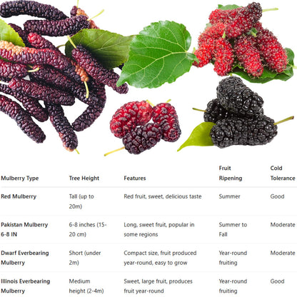 Dwarf Everbearing Mulberry Tree Live Plant Well-Rooted, Berry Seedlings Mulberries Fruit Edible, Outdoor Planting, 4-8 Inc Tall, No Pot
