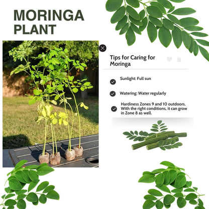 Moringa Tree Live Plant, Malunggay 6 to 8 Inc Tall Moringa Plants Live, Drumstick Horseradish Tree, Herb Moringa Plants to Plant Outdoor