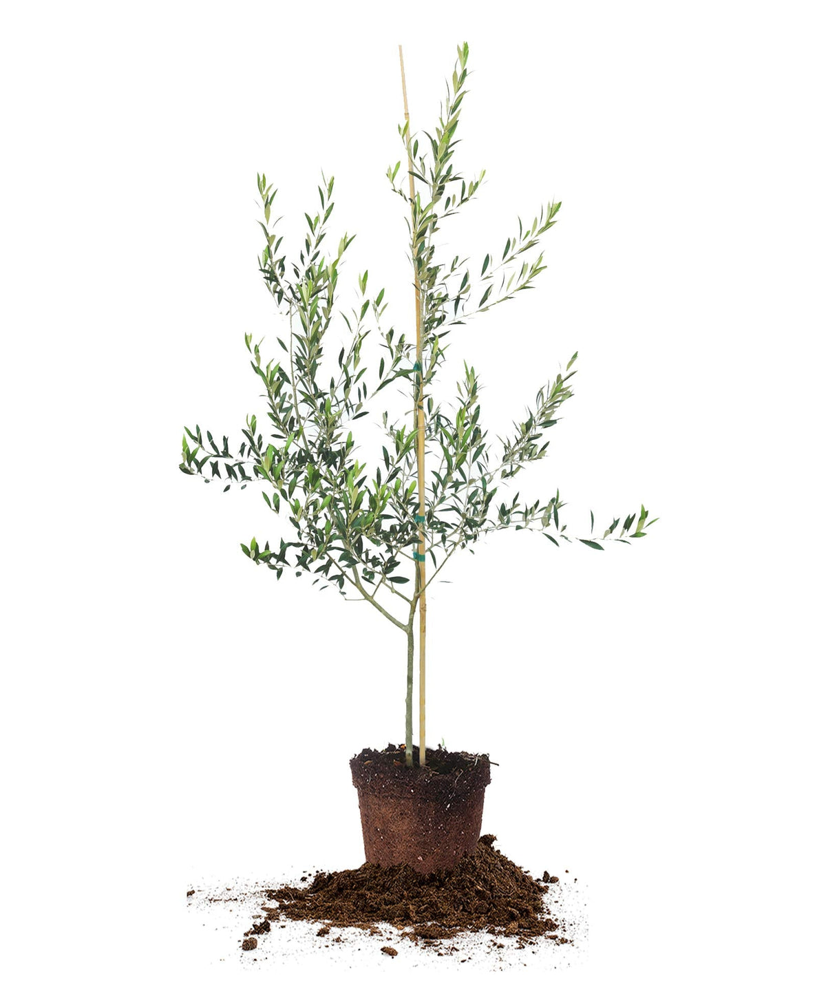 Arbequina Olive Tree - Live Plant, Includes Special Blend Fertilizer & Planting Guide
