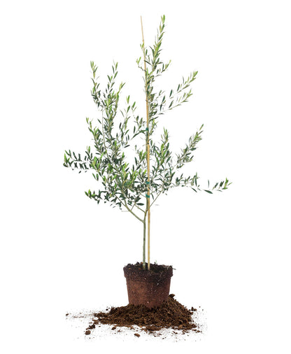 Arbequina Olive Tree - Live Plant, Includes Special Blend Fertilizer & Planting Guide