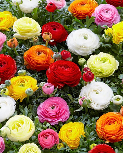 White French Peony Ranunculus - 12 Largest Size Corms, Premium Bulbs for Stunning White Blooms, Ideal for Garden Beds, Perfect for Spring Planting 2025, Elegant Peony-Like Flowers