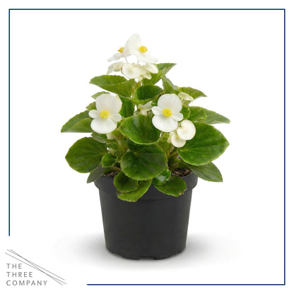 Live Begonia - Green Leaf Ambassador White (4 Per Pack), Beautiful Shade Annual, Ships 8" Tall by 4" Wide in 1 Pt Pot