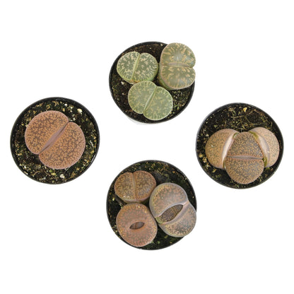Altman Plants Giant Living Stones Succulents (4PK) XL Lithops Live Plants & Real Succulents, Pet Safe Plants & Live Succulent Plants, 2.5" Pots, Pet Friendly Plants, Live Plants in Succulent Soil Mix