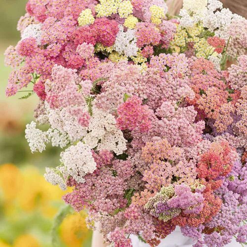 Eden Brothers Yarrow Seeds - Vibrant Colorado Mix for Lush Gardens | Non-GMO, Heirloom Quality