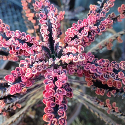 2 Kalanchoe Pink Butterfly Plants Live, Kalanchoe Live Plant, in 2 Inch Pot, Pink Kalanchoe Succulent Mother of Thousands