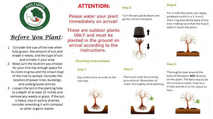 Red June Plum Trees - Self Pollinating Live Fruit Plant Shipped 2 to 3 Feet Tall by DAS Farms