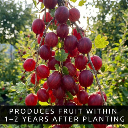 Red Gosseberry Bush Seedling for Growing - 1 Year Well Rooted Plants - Ready to Plant - Hinnomaki Gooseberry (1 Seedling)