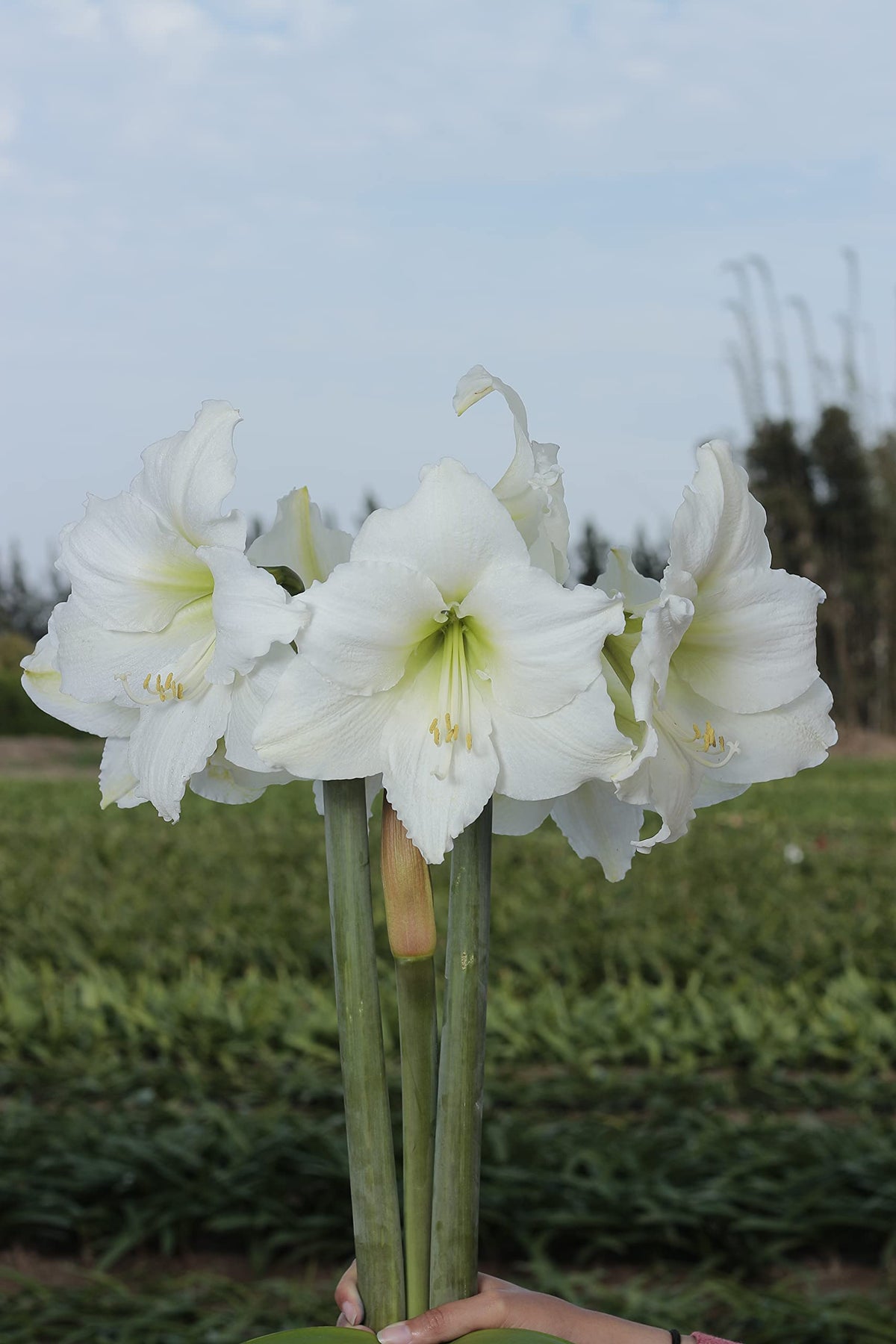 Gold Waxed Denver White Amaryllis Bulb 36/38
