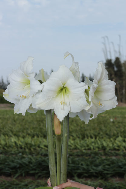 Gold Waxed Denver White Amaryllis Bulb 36/38