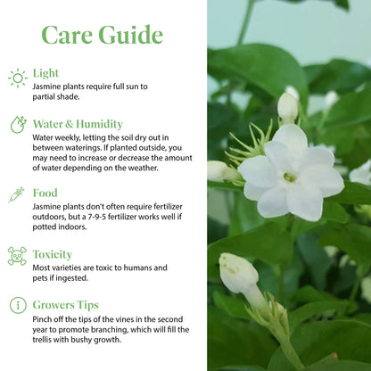 American Plant Exchange Sambac Jasmine, Live Plant in 6" Pot, Fragrant White Blooms, Evergreen Foliage, Ideal for Gardens and Indoor Aromatherapy